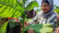 Petani Tembakau di Batang Panen Raya, Siap-siap Pemburu Cuan Bakal Ketiban Berkah