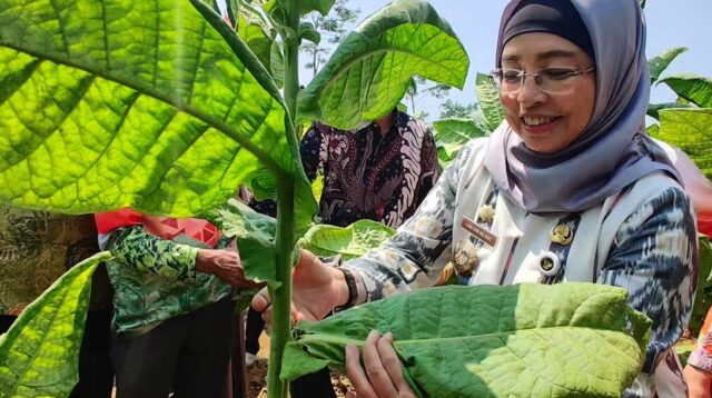 Petani Tembakau di Batang Panen Raya, Siap-siap Pemburu Cuan Bakal Ketiban Berkah