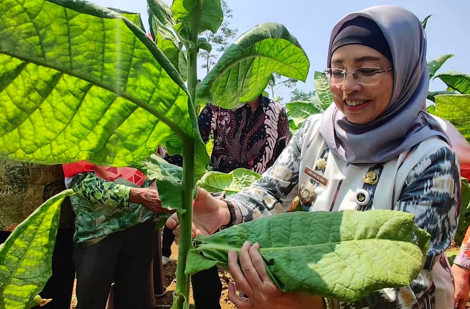 Petani Tembakau di Batang Panen Raya, Siap-siap Pemburu Cuan Bakal Ketiban Berkah