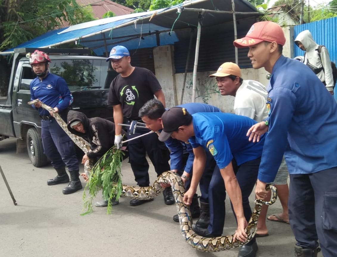 Sempat Gigit Warga, Ular Sanca Panjang Lima Meter Dievakuasi Damkar Kota Pekalongan dari Lahan Kosong