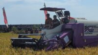 Panen Perdana Padi Biosalin di Sawah Bekas Rob Kota Pekalongan Tembus 5 Ton Per Hektar