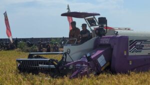 Panen Perdana Padi Biosalin di Sawah Bekas Rob Kota Pekalongan Tembus 5 Ton Per Hektar