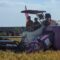 Panen Perdana Padi Biosalin di Sawah Bekas Rob Kota Pekalongan Tembus 5 Ton Per Hektar