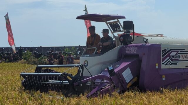 Panen Perdana Padi Biosalin di Sawah Bekas Rob Kota Pekalongan Tembus 5 Ton Per Hektar