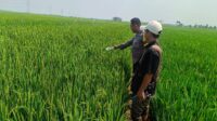 Buruh Tani di Bojong Ditemukan Meninggal di Sawah