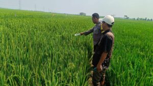 Buruh Tani di Bojong Ditemukan Meninggal di Sawah