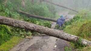 Pohon Pinus Tumbang di Petungkriyono, Rumah Warga dan Sekolah Terdampak