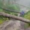 Pohon Pinus Tumbang di Petungkriyono, Rumah Warga dan Sekolah Terdampak
