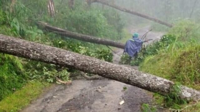 Pohon Pinus Tumbang di Petungkriyono, Rumah Warga dan Sekolah Terdampak