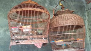 Monyet Liar Gegerkan Kampung Pesindon, Kandang Burung Warga Rusak