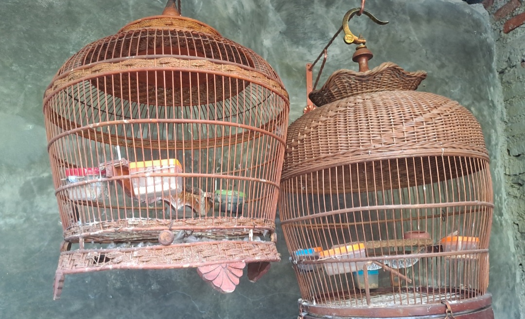 Monyet Liar Gegerkan Kampung Pesindon, Kandang Burung Warga Rusak