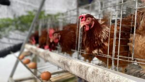 WBP Rutan Pekalongan Panen Telur Ayam Petelur Selama Ramadhan, Dukung Pembinaan Kemandirian