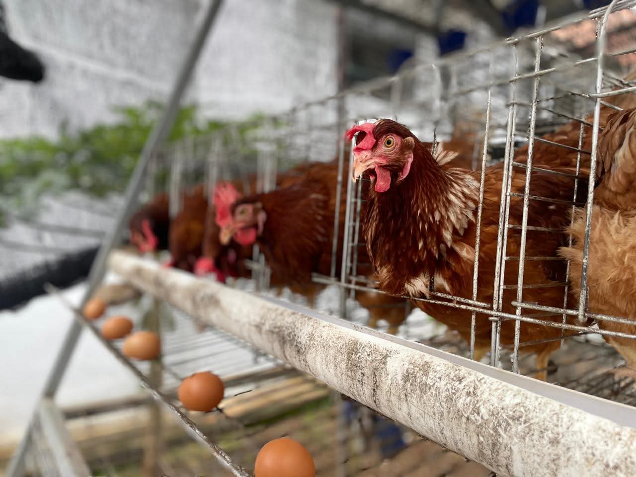 WBP Rutan Pekalongan Panen Telur Ayam Petelur Selama Ramadhan, Dukung Pembinaan Kemandirian