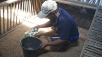 Lapas Pekalongan Kembangkan Budidaya Bebek Petelur, Produksi Capai 80 Butir per Hari