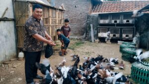 Hobi Sejak Kelas 3 SD, Sadat Kini Sukses Ternak Ratusan Merpati di Pekalongan