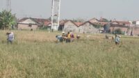 Lahan Eks Rob Pekalongan Disulap Jadi Sawah, Padi Biosalin Panen 6,6 Ton/Ha