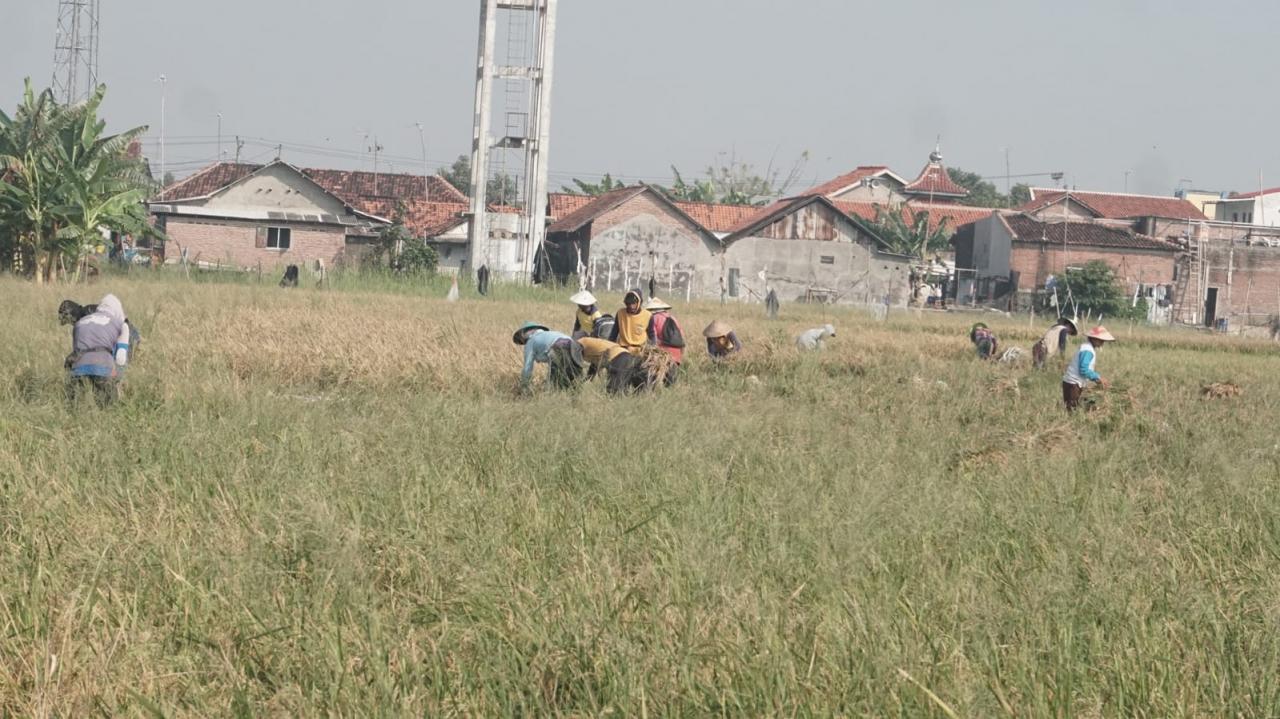 Lahan Eks Rob Pekalongan Disulap Jadi Sawah, Padi Biosalin Panen 6,6 Ton/Ha