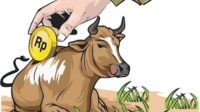 Bantuan Sapi Rp100 Juta di Petungkriyono Disorot, RAB 8 Ekor yang Datang Hanya 7, hingga 4 Sapi Sempat Ditarik Pedagang