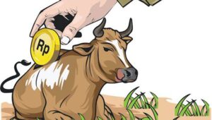 Bantuan Sapi Rp100 Juta di Petungkriyono Disorot, RAB 8 Ekor yang Datang Hanya 7, hingga 4 Sapi Sempat Ditarik Pedagang