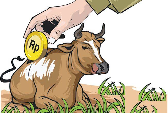 Bantuan Sapi Rp100 Juta di Petungkriyono Disorot, RAB 8 Ekor yang Datang Hanya 7, hingga 4 Sapi Sempat Ditarik Pedagang